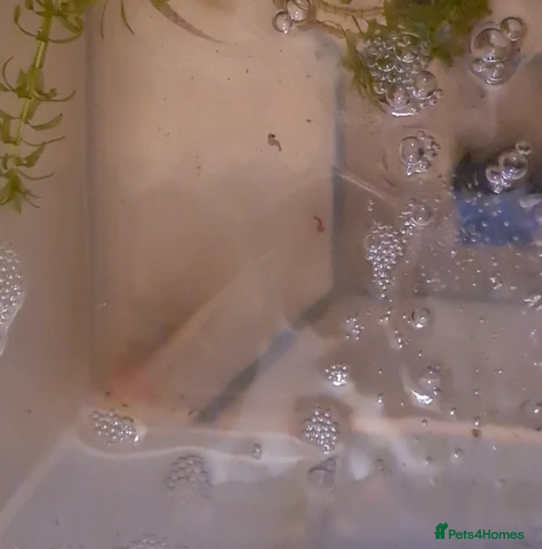 Other/Mixed Breed fish for sale: Axolotls - Advert 2