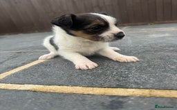 Mixed Breed dogs for sale: Jack Russell Puppies 🐶  - Image 2