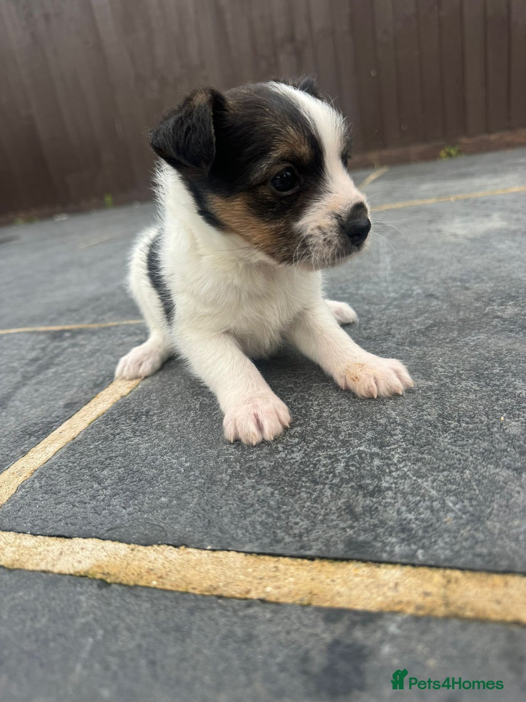 Mixed Breed dogs for sale: Jack Russell Puppies 🐶  - Image 2