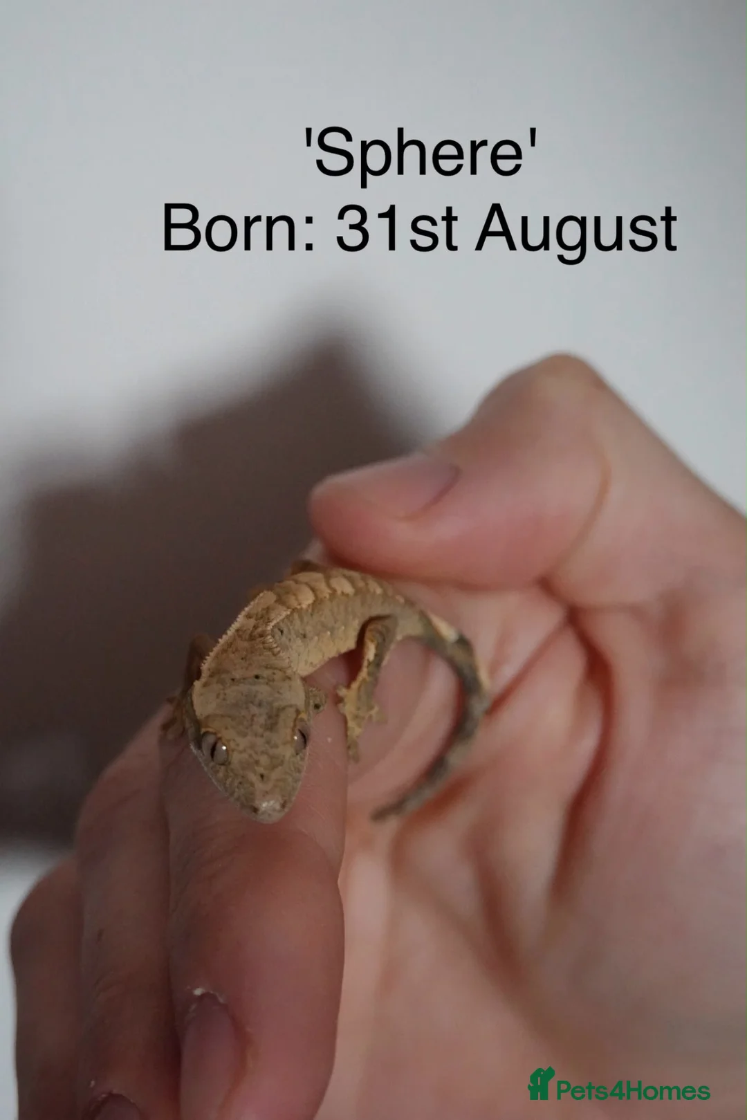 Mixed Breed rabbits for sale: Baby crested geckos for sale - Advert 2