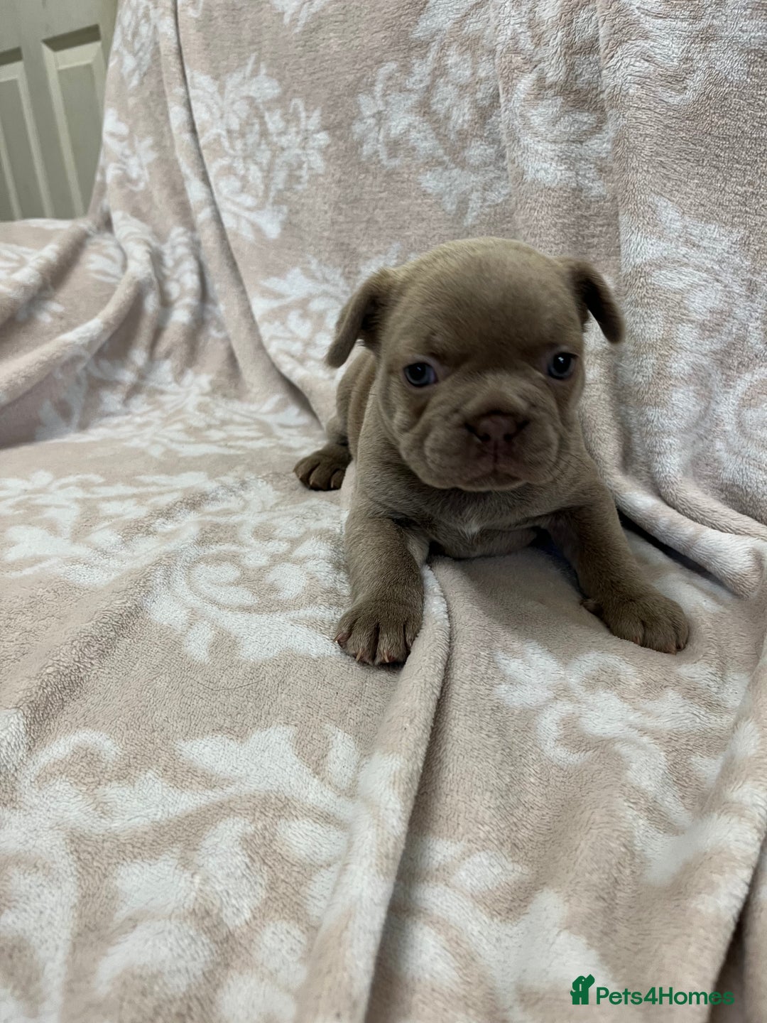 French Bulldog dogs for sale: Lovely Frenchies  - Advert 29