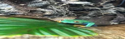 Frog reptiles for sale: Red Eyed Tree Frog in Harrogate - Advert 2