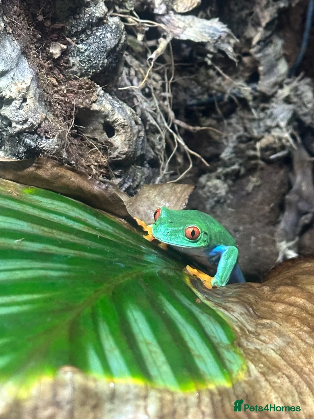 Frog reptiles for sale: Red Eyed Tree Frog in Harrogate - Advert 2