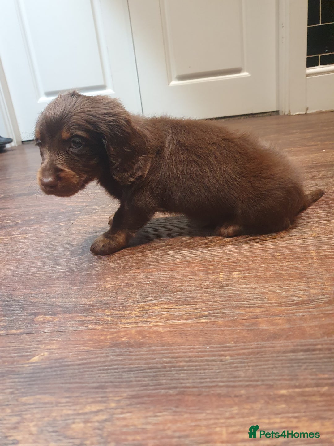 Dachshund dogs for sale: Long haired daschund puppies £1250 2 brown boys - Advert 4