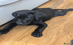Labrador Retriever dogs for sale: Last black lab bitches available  - Image 16