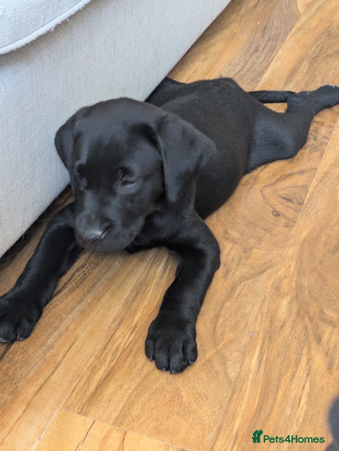 Labrador Retriever dogs for sale: Last black lab bitches available  - Image 16