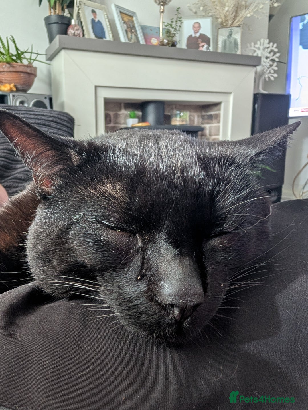 Bombay cats for sale: BLACK BOMBAY FEMALE - Image 2