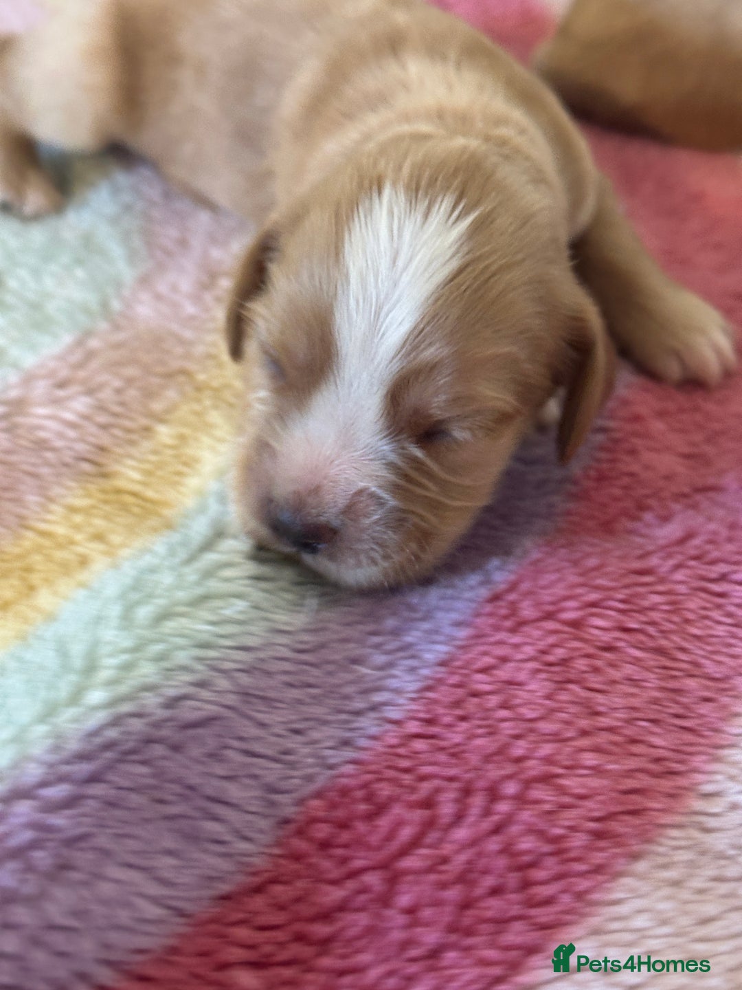 Cocker Spaniel dogs for sale: Kc cocker spaniels  - Image 10