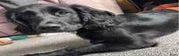 Sprocker dogs for stud: Sprocker for stud - Advert 7