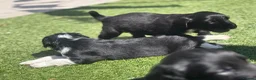 Mixed Breed dogs for sale: Cocker X Collie Puppies - Advert 14
