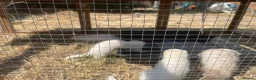 Ferret rodents for sale: Ferret kits for sale - Advert 5