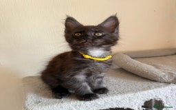 Maine Coon cats for sale: Pedigree GCCF Russian Import line Maine Coons - Image 20
