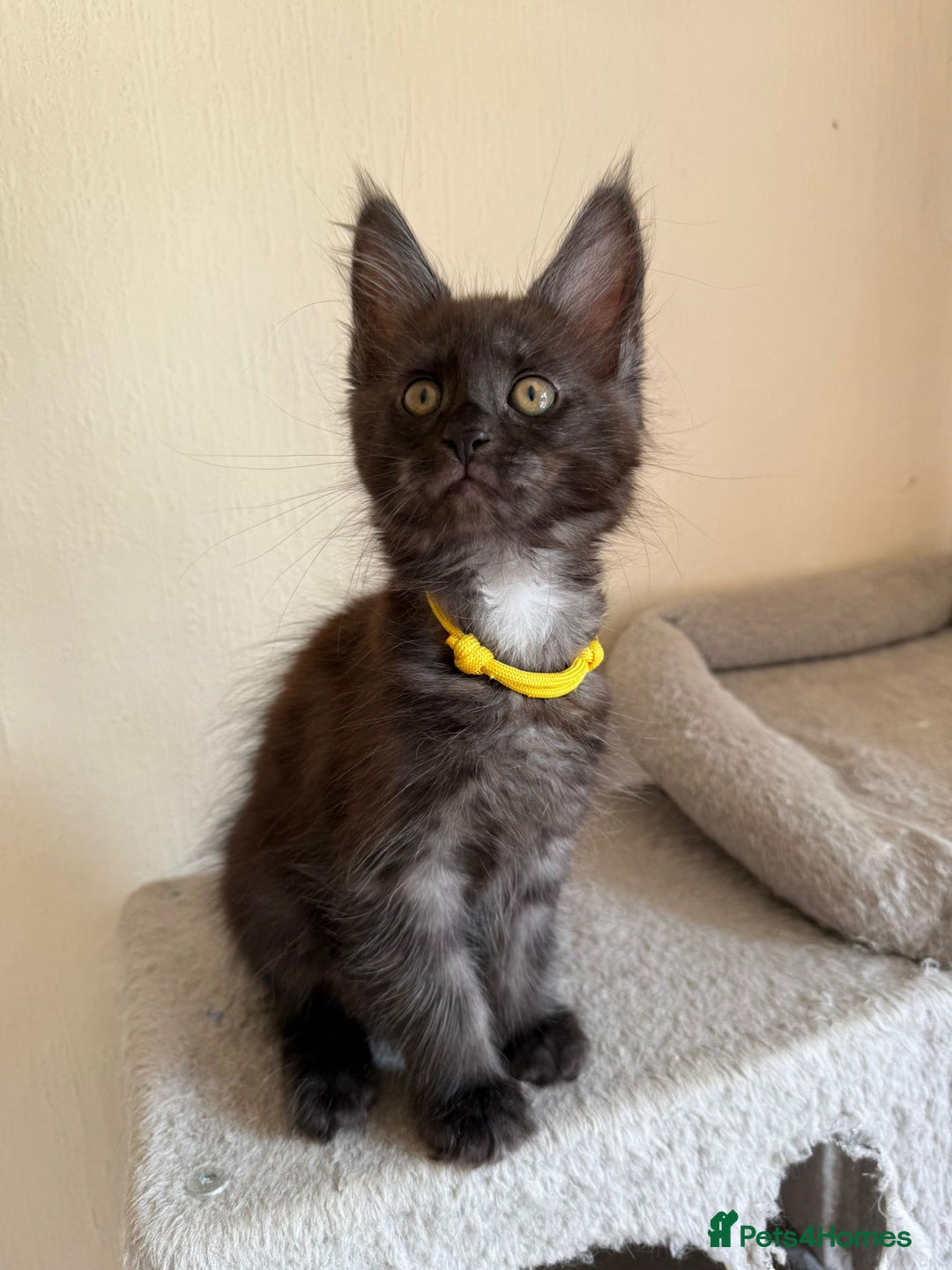 Maine Coon cats for sale: Pedigree GCCF Russian Import line Maine Coons - Image 20