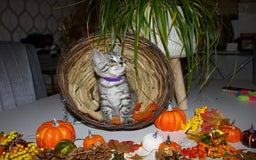 Bengal cats for sale:  Beautiful Bengal kittens  - Image 18