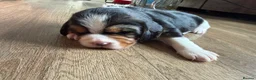 Beaglier dogs for sale: 🐾 Millie’s Beautiful Second & Final Litter 🐾 - Advert 10
