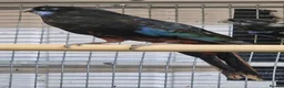 Parrots birds for sale: Birds/Parakeets/Parrots/Amazons  - Advert 6
