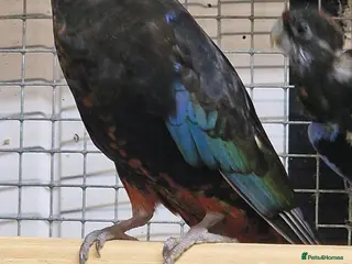 Parrots birds Amazons/Parrots/Parakeets - Advert 2