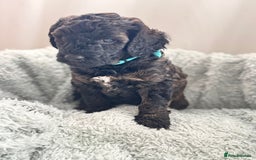 Mini Goldendoodle dogs for sale: A Bundle of Joy F1BB Mini Goldendoodle - Image 1
