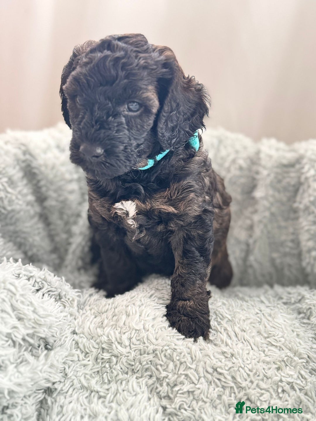 Mini Goldendoodle dogs for sale: A Bundle of Joy F1BB Mini Goldendoodle - Image 1