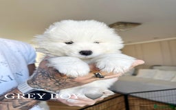Samoyed dogs for sale: Samoyed puppies KC Registered Champions Bloodline  - Image 11