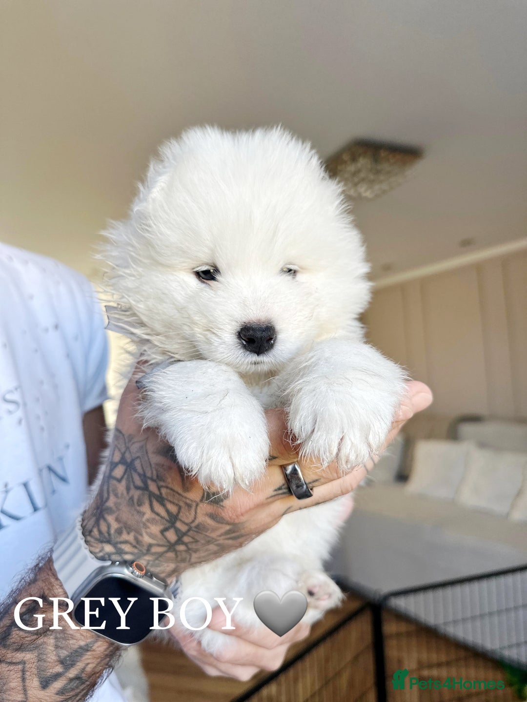 Samoyed dogs for sale: Samoyed puppies KC Registered Champions Bloodline  - Image 11