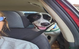 Mixed Breed dogs for adoption: NALA, a Lovely Girl - for a Loving Home - Image 11