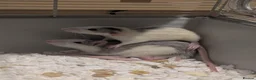 Rat rodents for sale: Two five month old male rats  in Thornton-Cleveleys - Advert 5