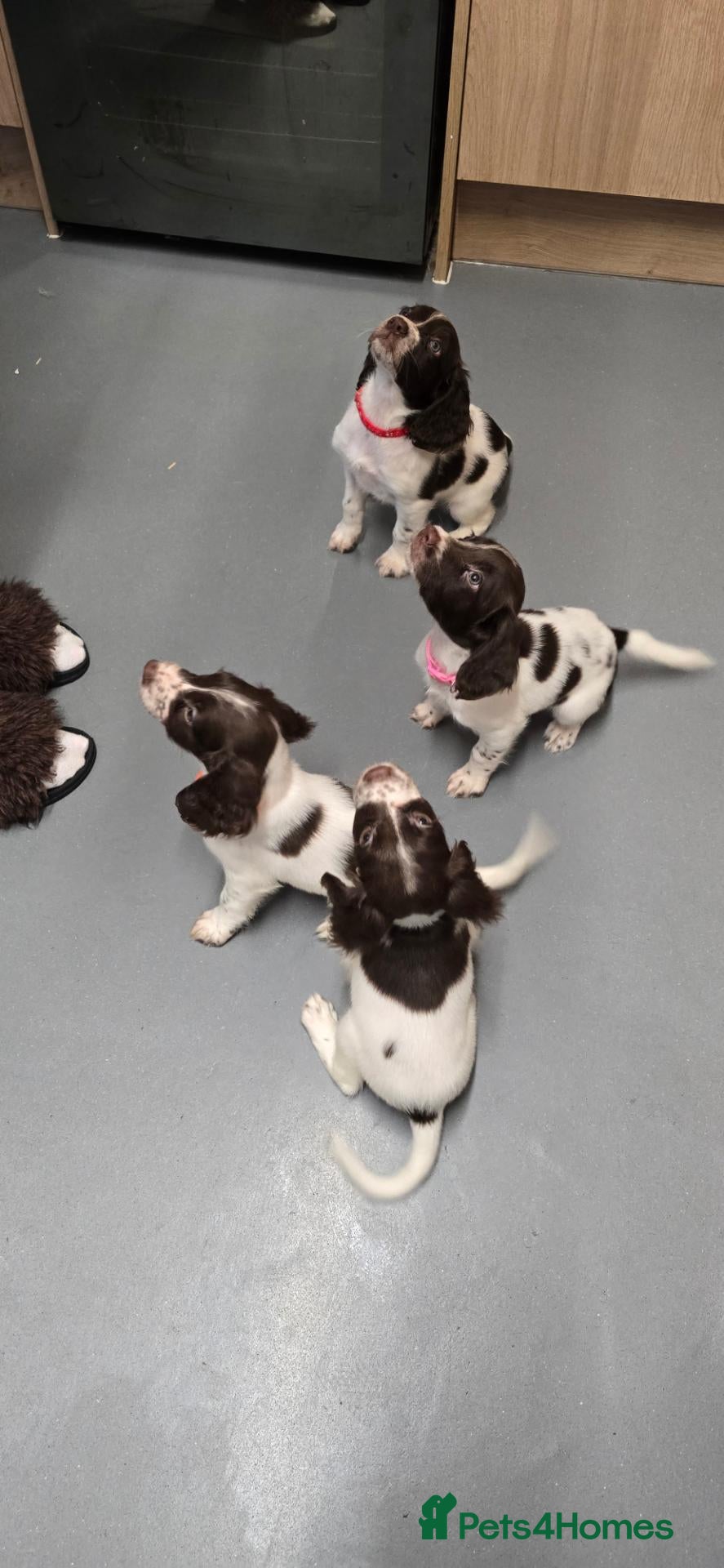 English Springer Spaniel dogs English Springer Spaniel Puppies  - Advert 2