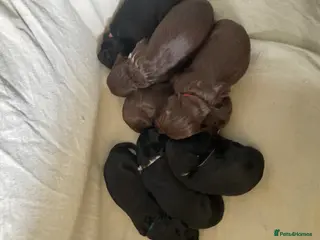 Cockapoo dogs Third gen cockapoo puppies - Advert 2