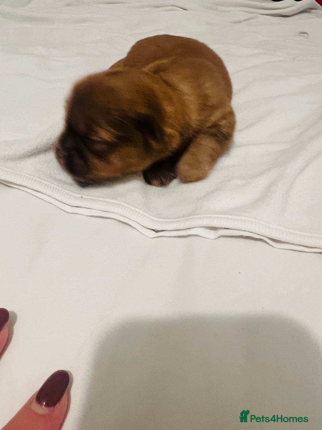 Shih Tzu dogs for sale: KC registered pure breed imperial shihtzu puppies  - Advert 15