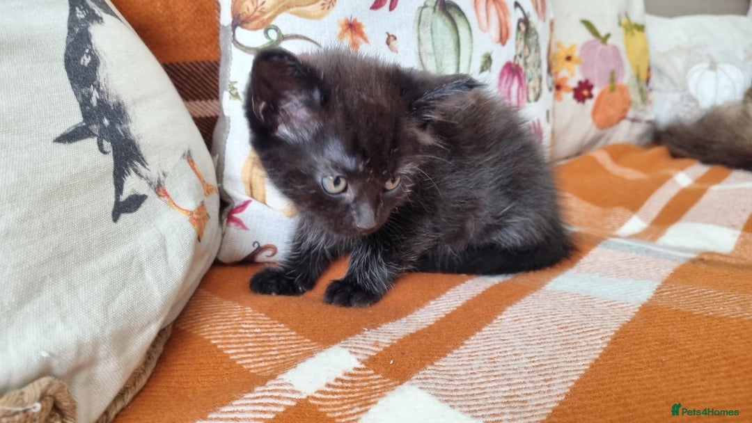 Mixed Breed cats for sale: Gorgeous Large Maine Coon Cross Kittens - Image 23