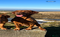 Labrador Retriever dogs for sale: KC reg health tested lab pups  - Image 9