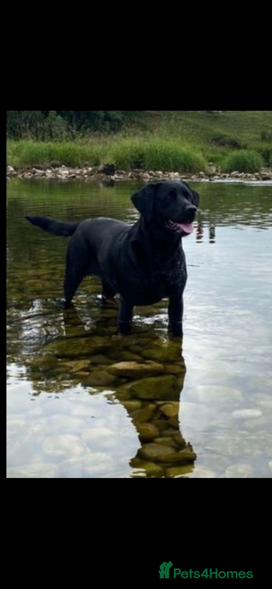 Labrador Retriever dogs RKC Black Labrador Puppies for Sale - Advert 4