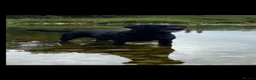 Labrador Retriever dogs for sale: RKC Black Labrador Puppies for Sale - Advert 1