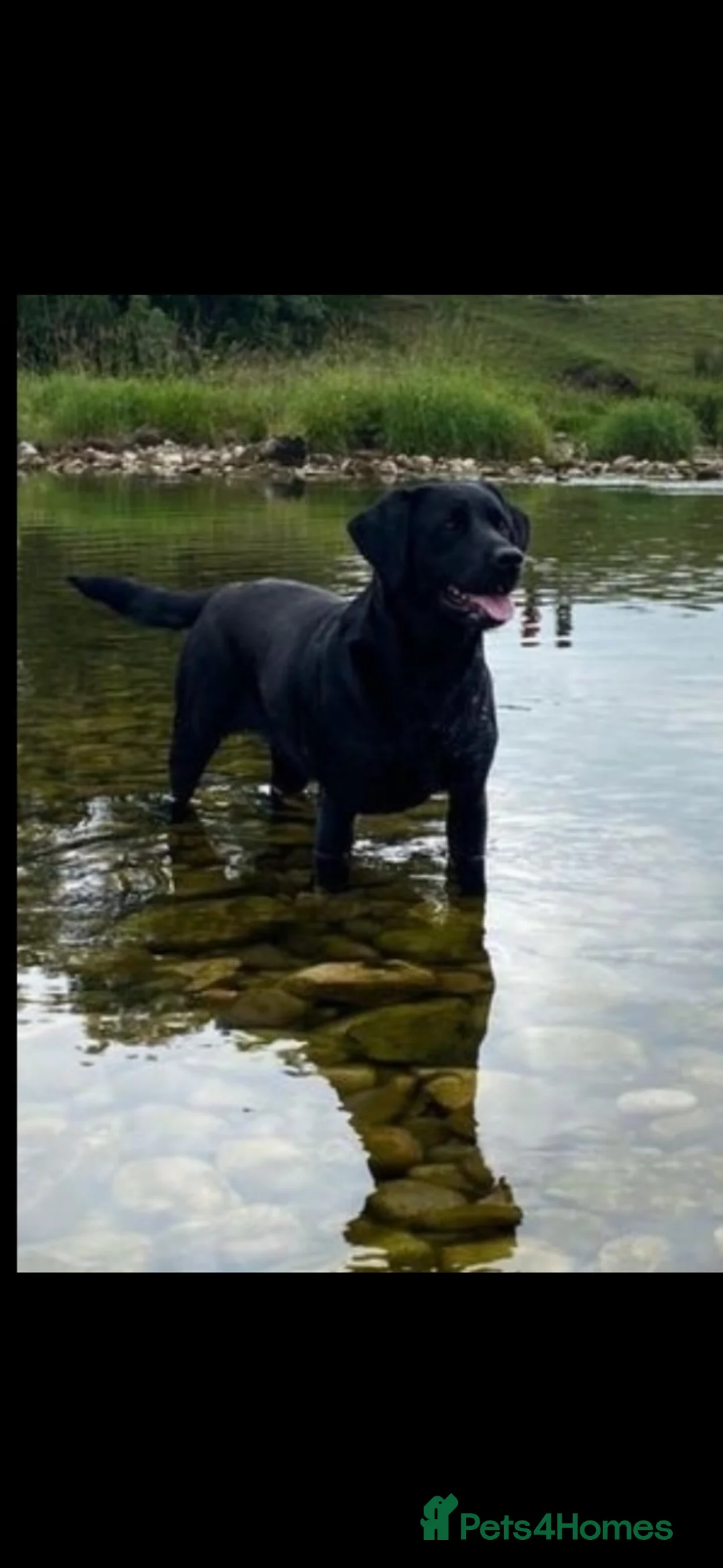 Labrador Retriever dogs for sale: RKC Black Labrador Puppies for Sale - Advert 1