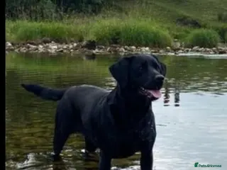 Labrador Retriever dogs RKC Black Labrador Puppies for Sale - Advert 2