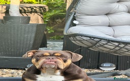 English Bulldog dogs for sale: Chocolate and tan English Bulldog - Image 3