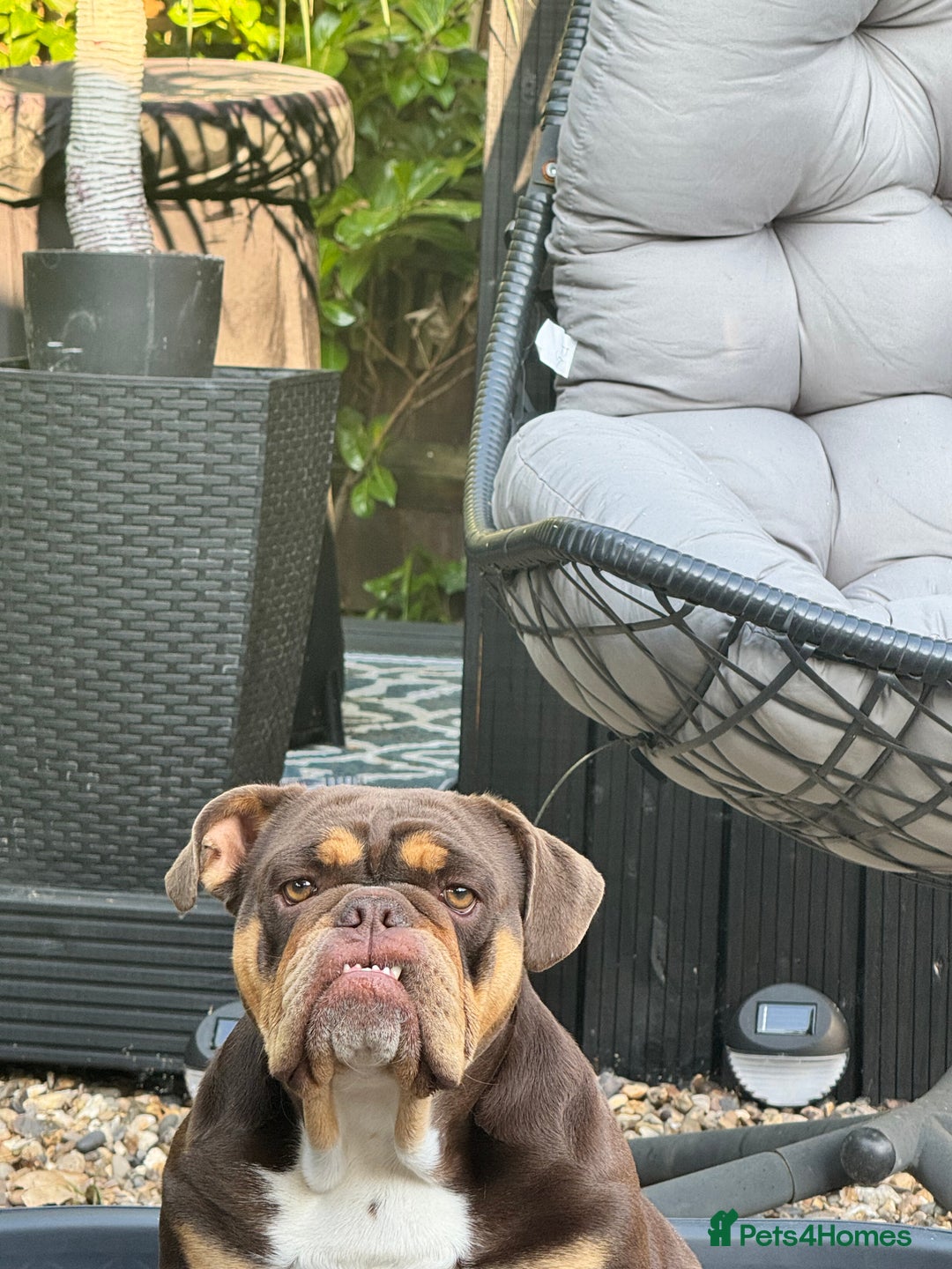 English Bulldog dogs for sale: Chocolate and tan English Bulldog - Image 3
