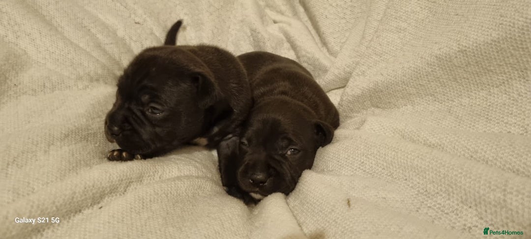 Staffordshire Bull Terrier dogs for sale: Staffordshire Bull Terrier Puppies  - Advert 4