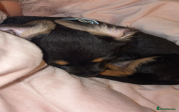 Mixed Breed dogs for sale: German shepherd dachshund cross - Image 5