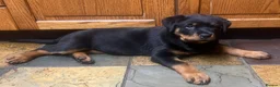 Rottweiler dogs for sale: £1200 Rottwieler pups kcreg.1 girl left. Ready now - Advert 2