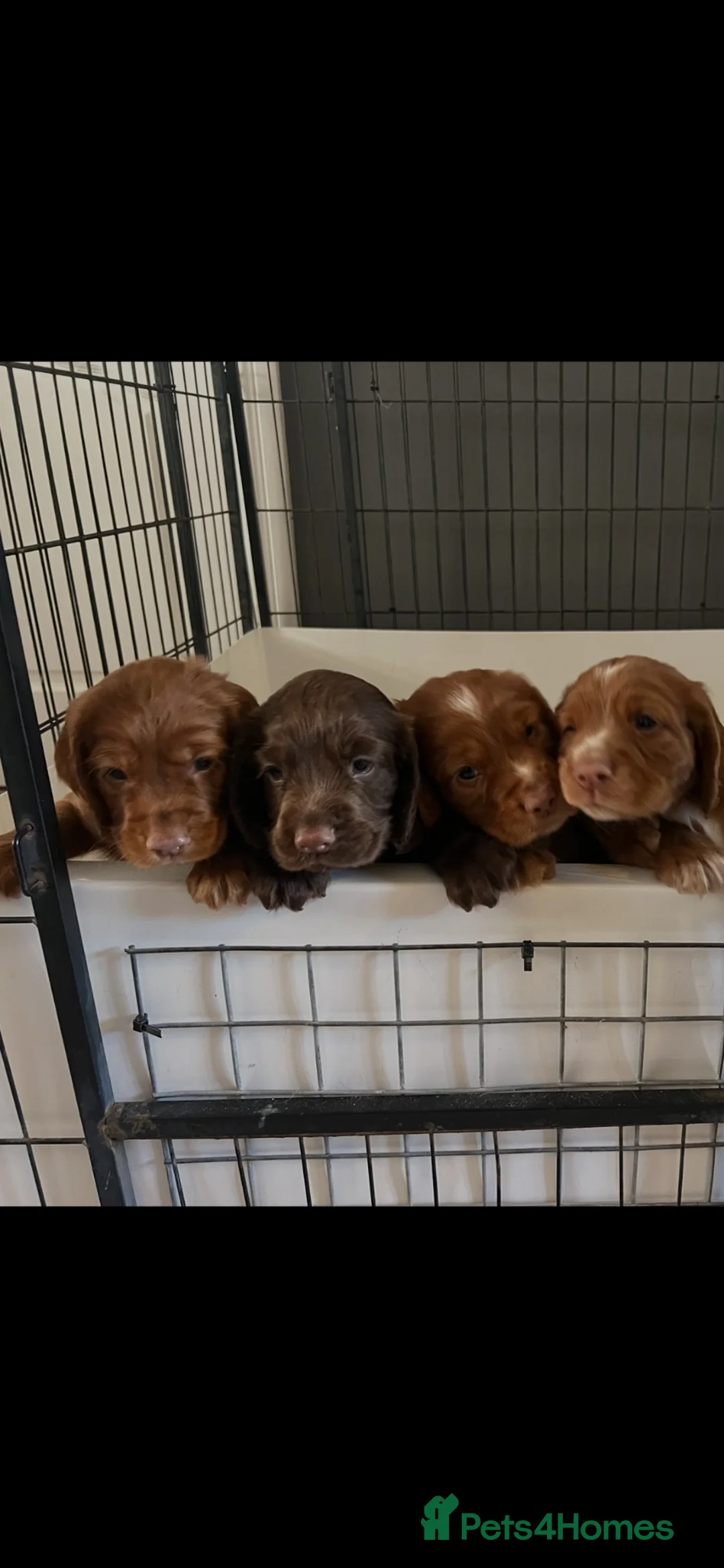 Cocker Spaniel dogs for sale: working cocker spaniels  - Advert 2