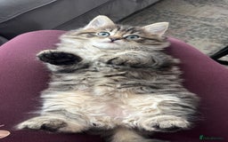 Ragdoll cats for stud: Bluepoint ragdoll stud  in Milton Keynes - Image 32