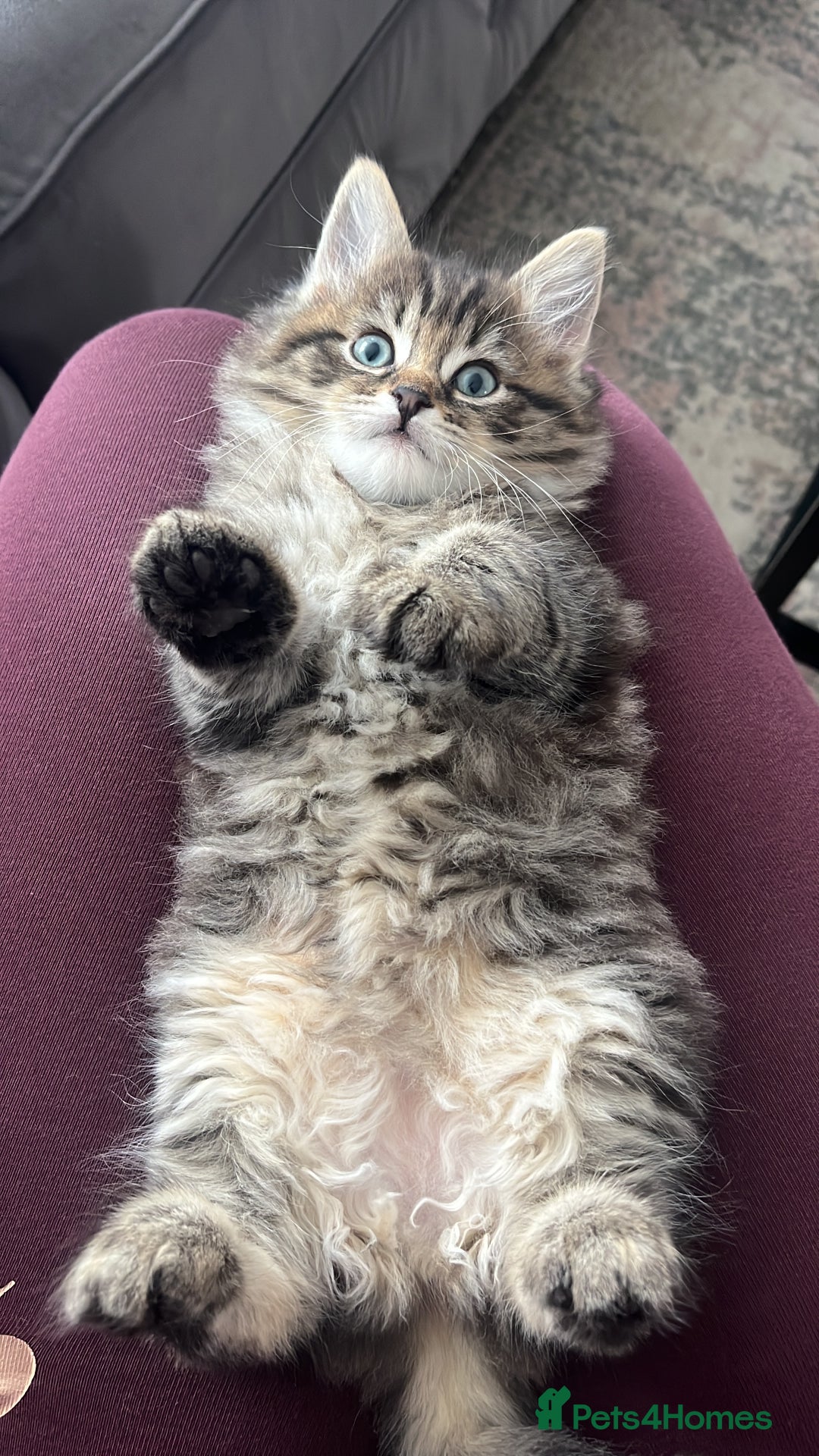 Ragdoll cats for stud: Bluepoint ragdoll stud  in Milton Keynes - Image 32