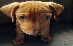 Miniature Dachshund dogs for sale: Miniature dachshund ( sausage dog) puppies - Image 2