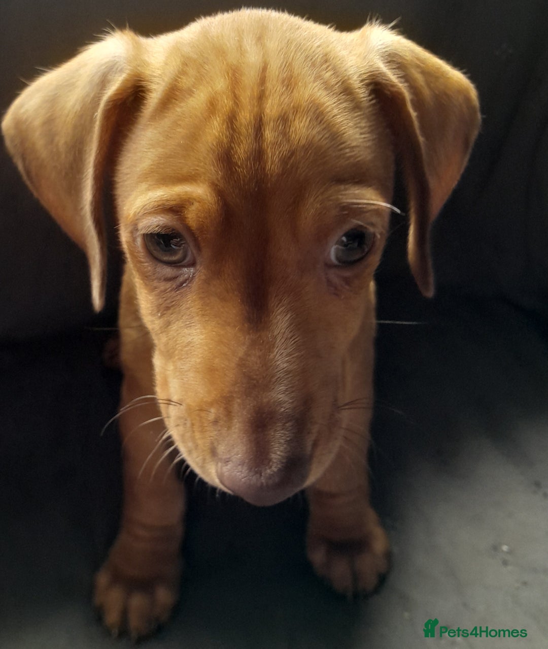 Miniature Dachshund dogs for sale: Miniature dachshund ( sausage dog) puppies - Image 2