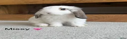 Mini Lop rabbits for sale: Super Cute Mini Lops ❤️ in Hailsham - Advert 2