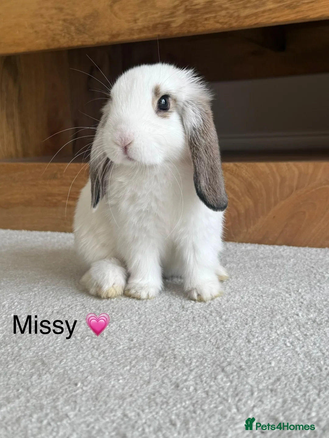 Mini Lop rabbits for sale: Super Cute Mini Lops ❤️ in Hailsham - Advert 2