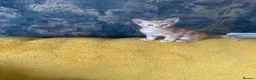 Mixed Breed cats for sale: GORGEOUS KITTENS  - Advert 3
