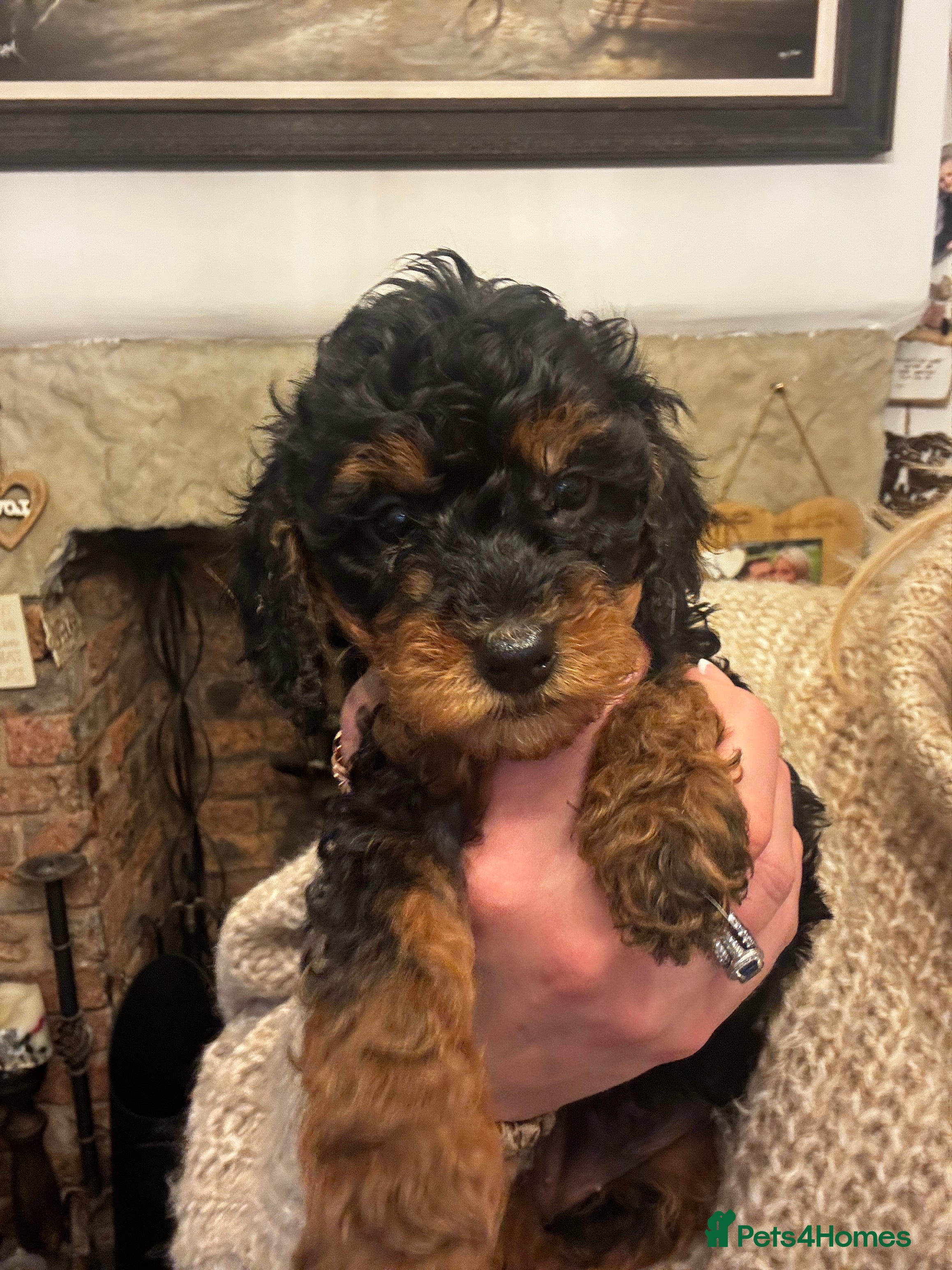 Miniature Poodle dogs KC Miniature Poodles- Bred for your family…   - Advert 2